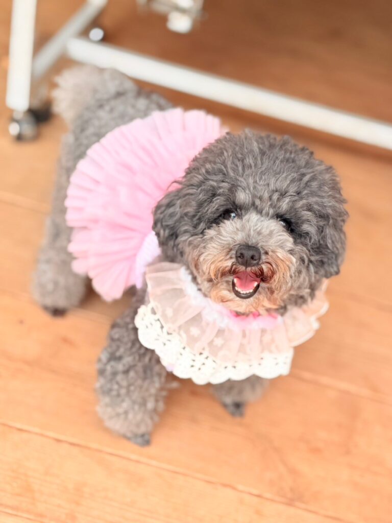 トイプードル繁殖引退犬